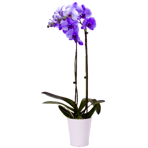 :: Orchids Phalaenopsis Orchid Lilac Cyma 5\
